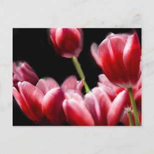 CARTE POSTALE TULIPS ROSE COMMENCÉ