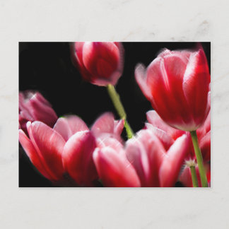 CARTE POSTALE TULIPS ROSE COMMENCÉ