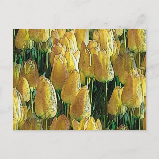 Carte Postale Tulips Sunshine Yellow (Devant)