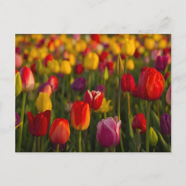 Carte Postale Tulips, Tulip Festival, Woodburn, Oregon, USA 2 (Devant)