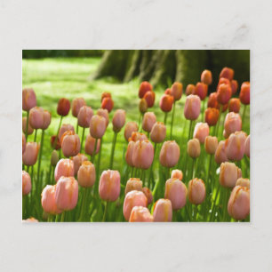 Carte postale Tulips   Tulpen Postkarte
