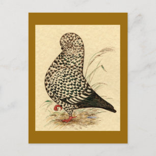 Carte Postale Tumbler Pigeon LFCL Splash