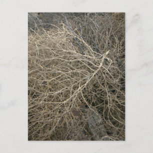 Carte Postale Tumbleweed rustique