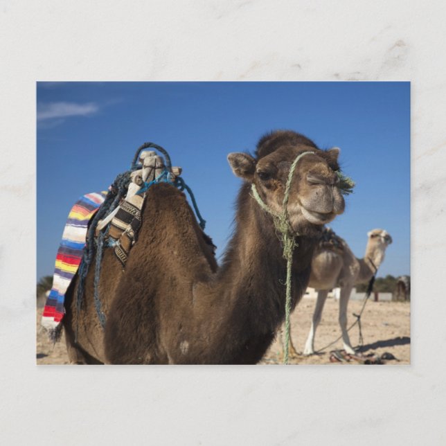 Carte Postale Tunisie, désert du Sahara, Douz, Zone Touristique, (Devant)