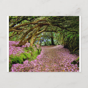 Carte Postale Tunnel de Kenmare Rhododendron