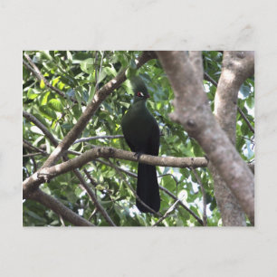 Carte Postale Turaco Vert
