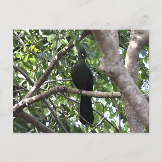Carte Postale Turaco Vert (Devant)