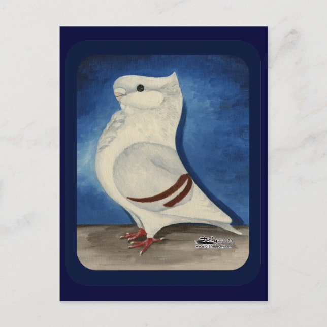 Carte Postale Turbit Pigeon 1979 (Devant)