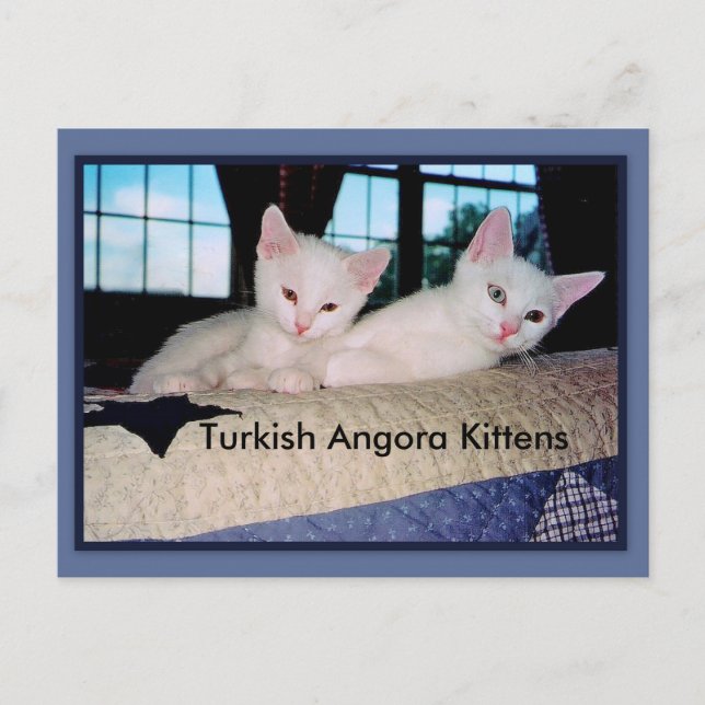 Carte postale Turc Angora Kittens (Devant)