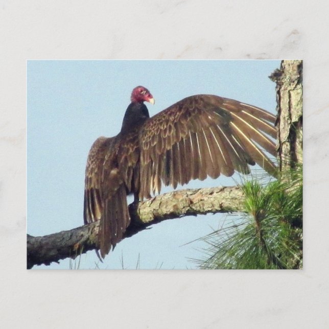 Carte postale Turc Vautour de Buzzard (Devant)