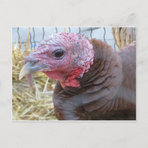 Carte Postale Turquie