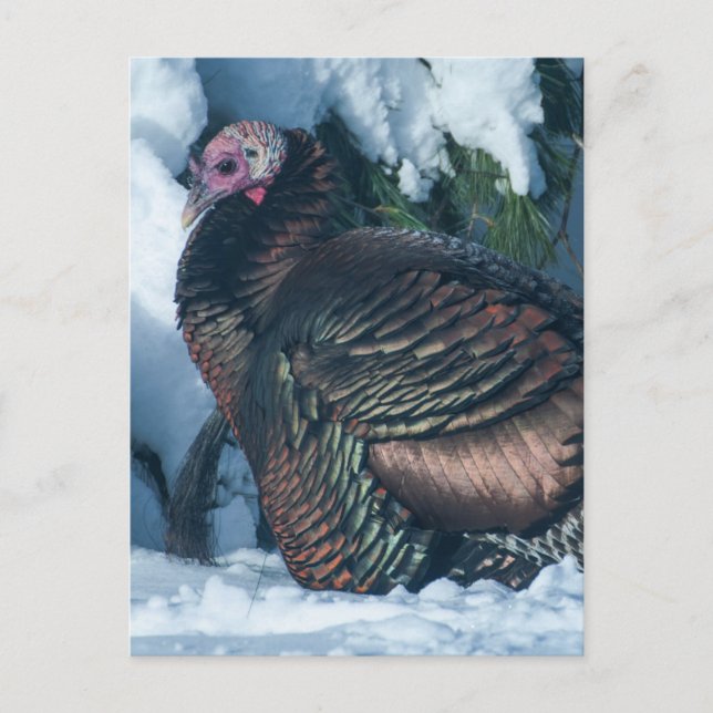 Carte postale Turquie en hiver (Devant)