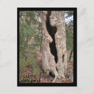 Carte Postale Turquie Run State Park, Hallow Tree