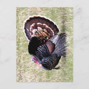 Carte Postale Turquie sauvage