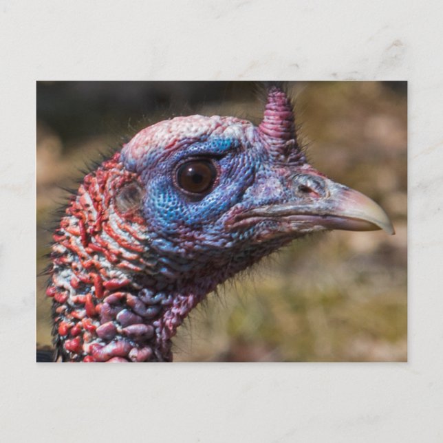 Carte Postale Turquie sauvage (Devant)