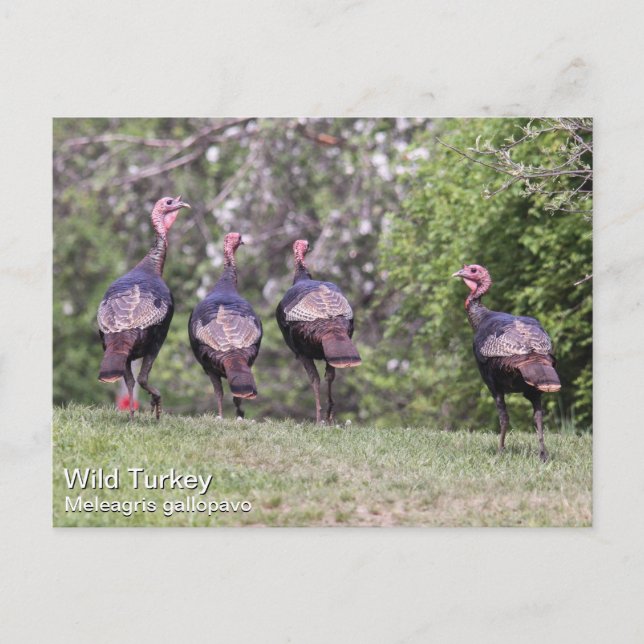 Carte Postale Turquie sauvage (Devant)