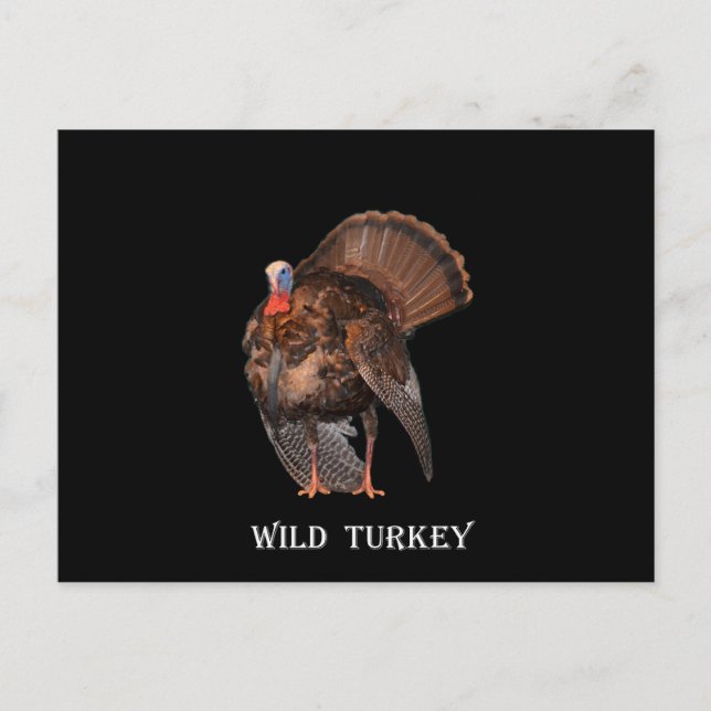Carte Postale Turquie sauvage (Alabama, Massachusetts, Oklahoma) (Devant)