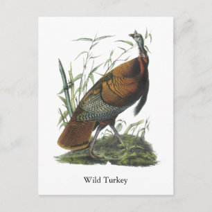 Carte Postale Turquie sauvage, John Audubon