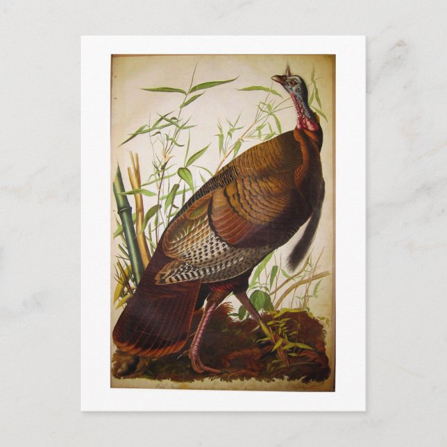 Carte Postale Turquie sauvage, John James Audubon (Devant)