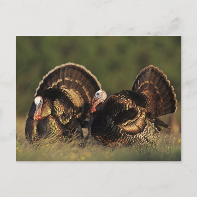 Carte Postale Turquie sauvage, Meleagris gallopavo, mâles (Devant)
