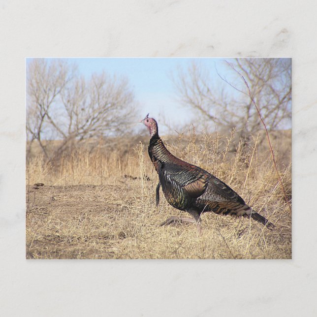 Carte Postale Turquie solitaire (Devant)