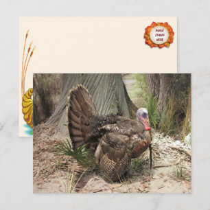 Carte postale Turquie Thankgiving