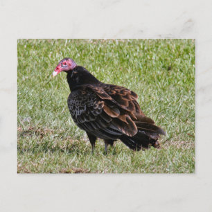Carte postale Turquie Vautour