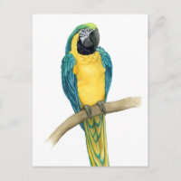 Turquoise Macaw