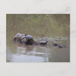 Carte postale Turtle