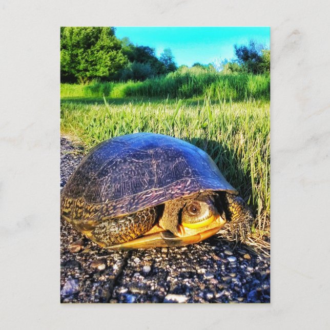 CARTE POSTALE TURTLE (Devant)