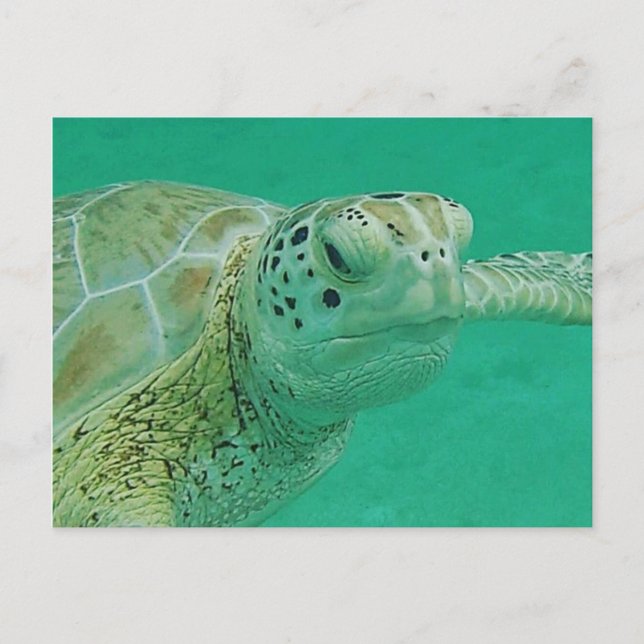 Carte postale Turtle (Devant)