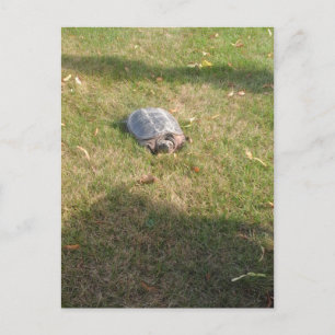 CARTE POSTALE TURTLE