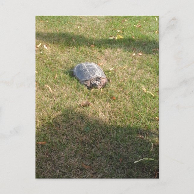 CARTE POSTALE TURTLE (Devant)