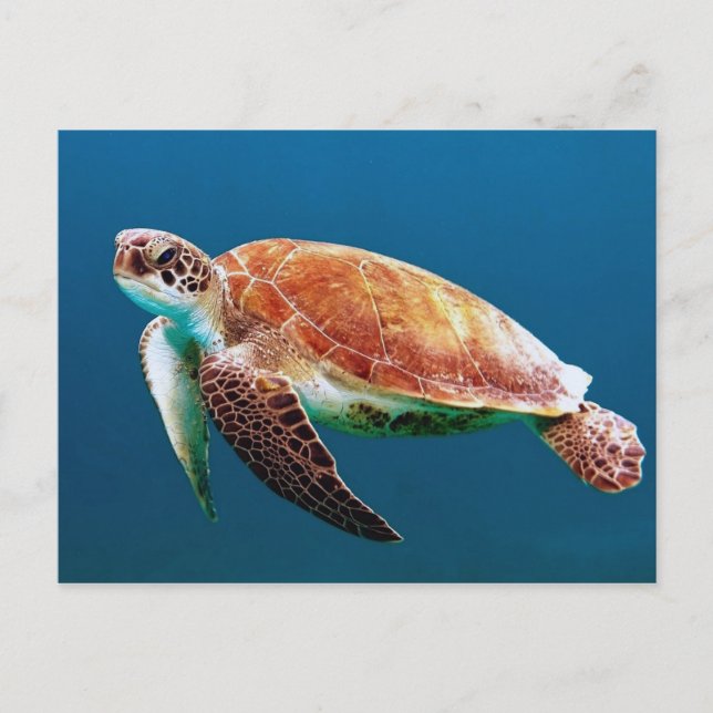 Carte Postale Turtle Blue Water Photo (Devant)