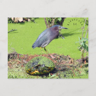 Carte Postale Turtle et Heron Caroline du Sud