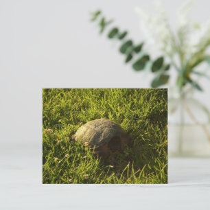 Carte Postale Turtle Shy