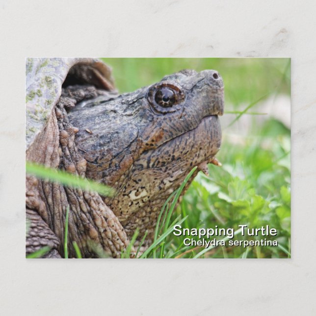 Carte postale Turtle Snapping (Devant)