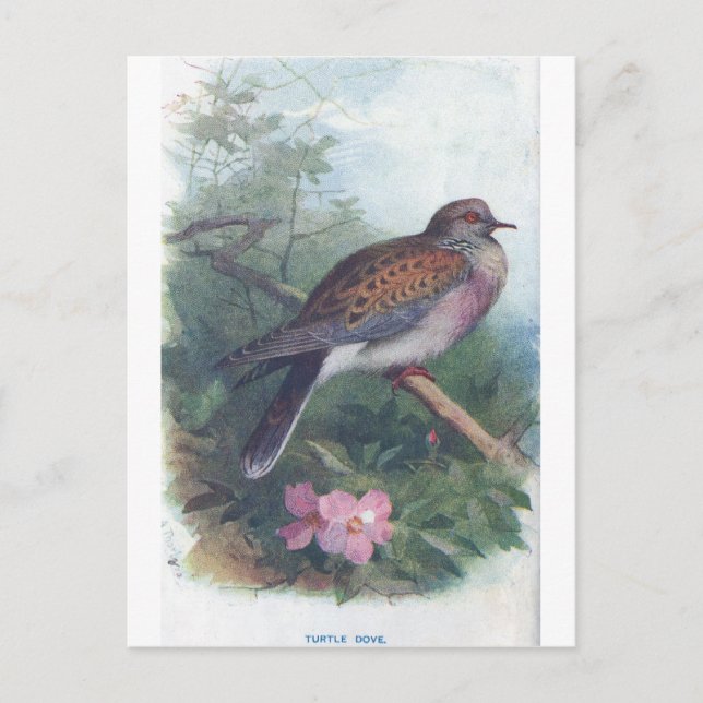 Carte Postale turtledove (Devant)
