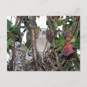 Carte Postale Turtledove