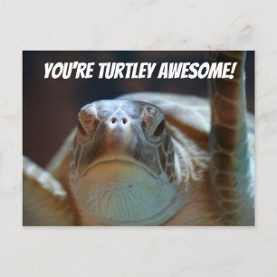 Carte postale Turtley