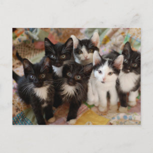 Carte Postale Tuxedo