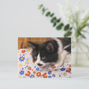 Carte Postale Tuxedo