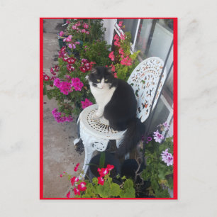 Carte postale Tuxedo Cat Cute avec de jolies fleur