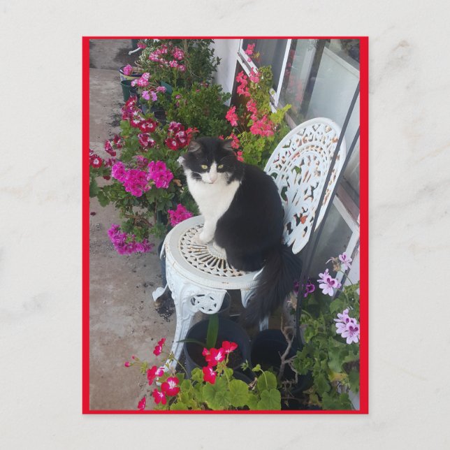 Carte postale Tuxedo Cat Cute avec de jolies fleur (Devant)