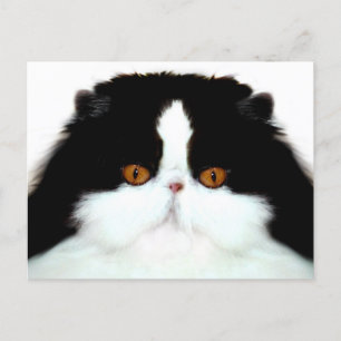 Carte Postale Tuxedo face de chat perse