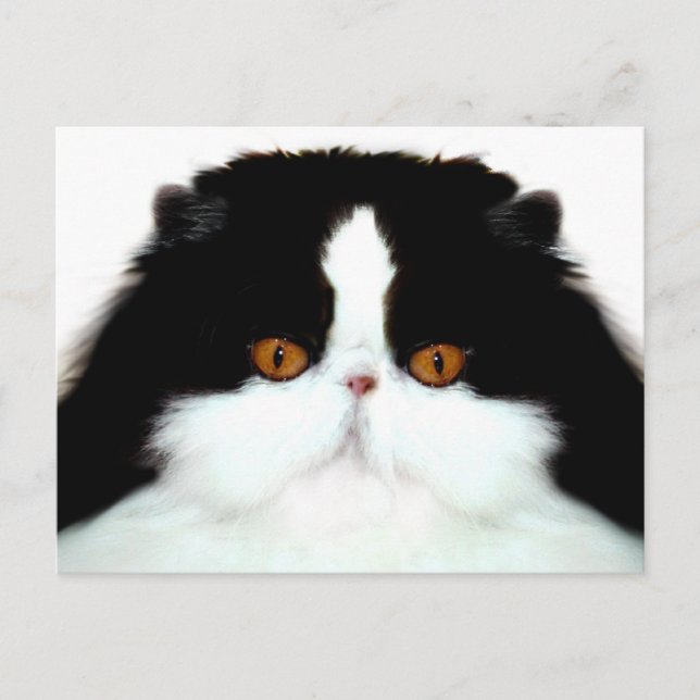 Carte Postale Tuxedo face de chat perse (Devant)
