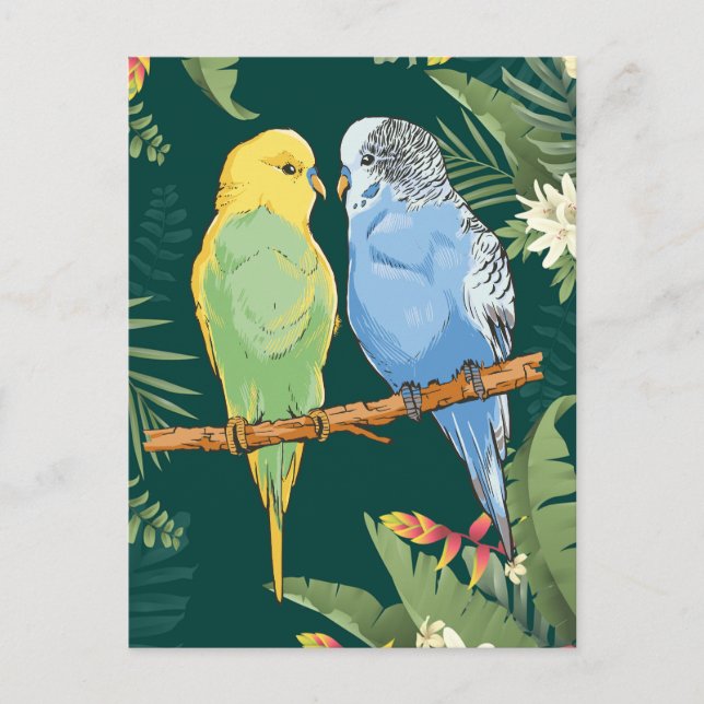 Carte Postale Two cute bleu et Green Budgie (Devant)