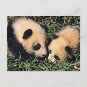 Carte Postale Two panda cubs in the bamboo bush, Wolong,