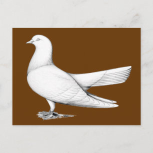 Carte Postale Type de vol Oriental Roller Pigeon