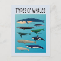 Types De Baleines Variété Mammifère Océanique